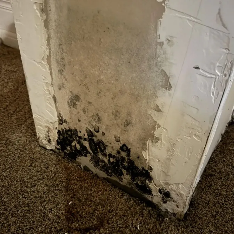 Professional Mold Removal in Milan, IN